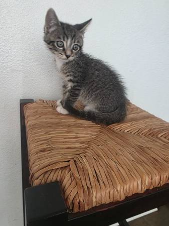 3 months old boy cat ? ? (Las vegas)63907185200259123