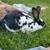 Mini Rex Rabbits 2 thumbnail