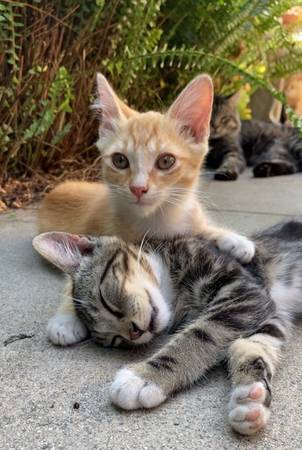 Orange kitten available (Whittier)63877736115843120