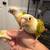Tamed Conure pair 5 thumbnail