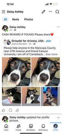 Lost border collie 1