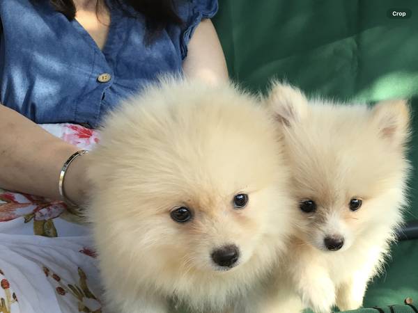 Pomeranian puppies (Doraville)63739455585153120