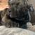 cane corso puppys dog 12 thumbnail