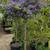 Solanum Patio Tree 4 thumbnail