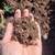 Composted manure 3 thumbnail
