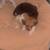 Jack russel puppies for sale 2 thumbnail