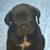 Cane corso 5 thumbnail