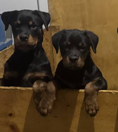 Rottweiler puppies 1