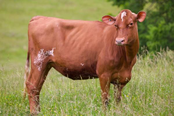 Registered/Halter broke Jerseys and Ayrshires 1