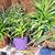 5 Spider Plants for the Price! 5 thumbnail