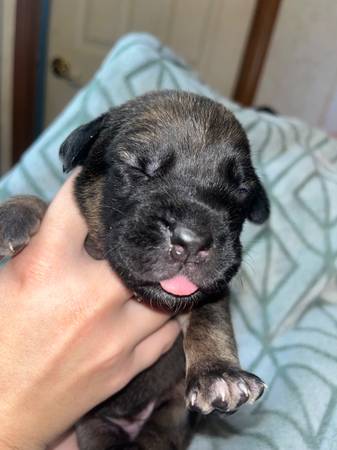 Cane corso puppy for rehoming(Female( Brindle (Amity)63902987658883124