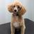 Dog Grooming 4 thumbnail