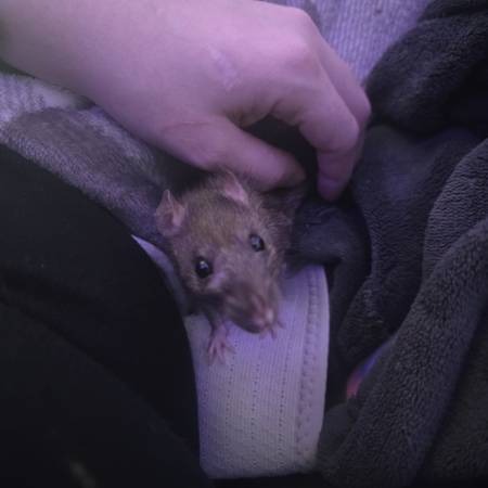 3 female rats looki g for forever home (Everett)