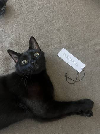 FREE 2 y/o black cat (Silver Lake)63877736346497124
