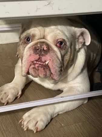 Loving Bulldog63860184471553120