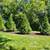 🌿 Professional Landscaping Tree Removal -Transform Your Yard Today! 13 thumbnail
