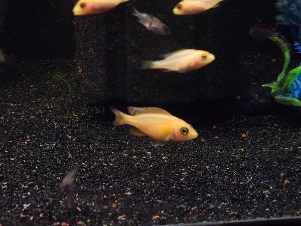 African Cichlids (Dragon blood Peacock)63414668328449122
