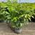 privacy hedge Plants 13 thumbnail