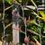 New Zealand Flax 10 thumbnail