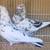 Highflyer Pigeon Pairs 2 thumbnail