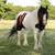 Gypsy pony cross gelding 4 thumbnail