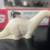 White Sinclair Brontosaurus Dino Soap 2 thumbnail
