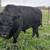 Black Angus bull 1 thumbnail