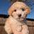 Maltipoo Puppy 2 thumbnail