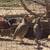 Chukars 16 thumbnail