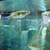 Free female rainbowfish 4 thumbnail