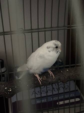 Bird 1