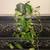Trailing Pothos – Textured Planter 1 thumbnail
