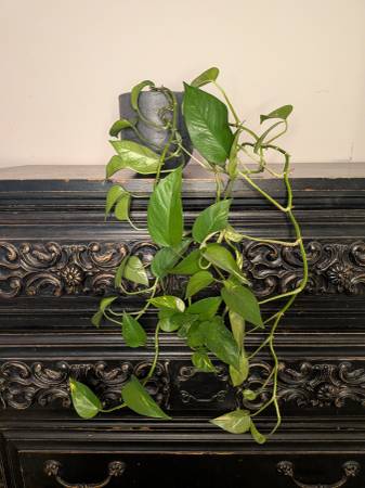 Trailing Pothos – Textured Planter 1