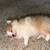 Male Pom 6 thumbnail