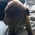 8 week American bully puppies looking for their forever homes! 7 thumbnail