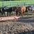 11 replacement heifers 10 thumbnail