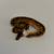 Ball Python Collection 12 thumbnail