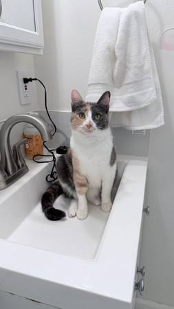 Cats for rehoming (Alameda)