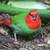 FINCHES SEAGREEN PARROT FINCH 2 thumbnail