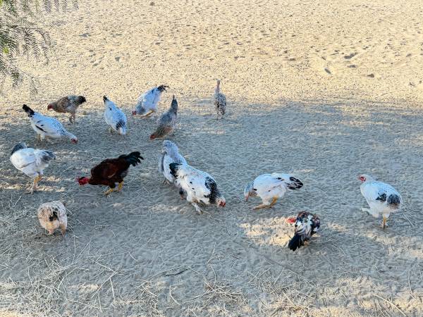 Chickens & Roosters 1