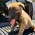 Belgian malinois rehome 8 thumbnail