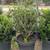 Boxwood 6 thumbnail