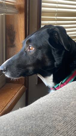Lab collie63918925192706121