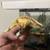 Geckos 10 thumbnail