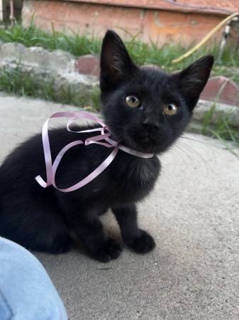 Adorable black 2 Month Kittens (Farmersville)64025057203971120