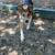 Rehoming Dog 10 thumbnail