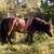 Beautiful Endangered Pony colt available at weaning. 4 thumbnail