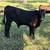 Angus bull 3 thumbnail