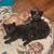 Three beautiful kittens 1 thumbnail