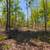 5+ Acres | Fulton County, AK | Under $300/mo 4 thumbnail